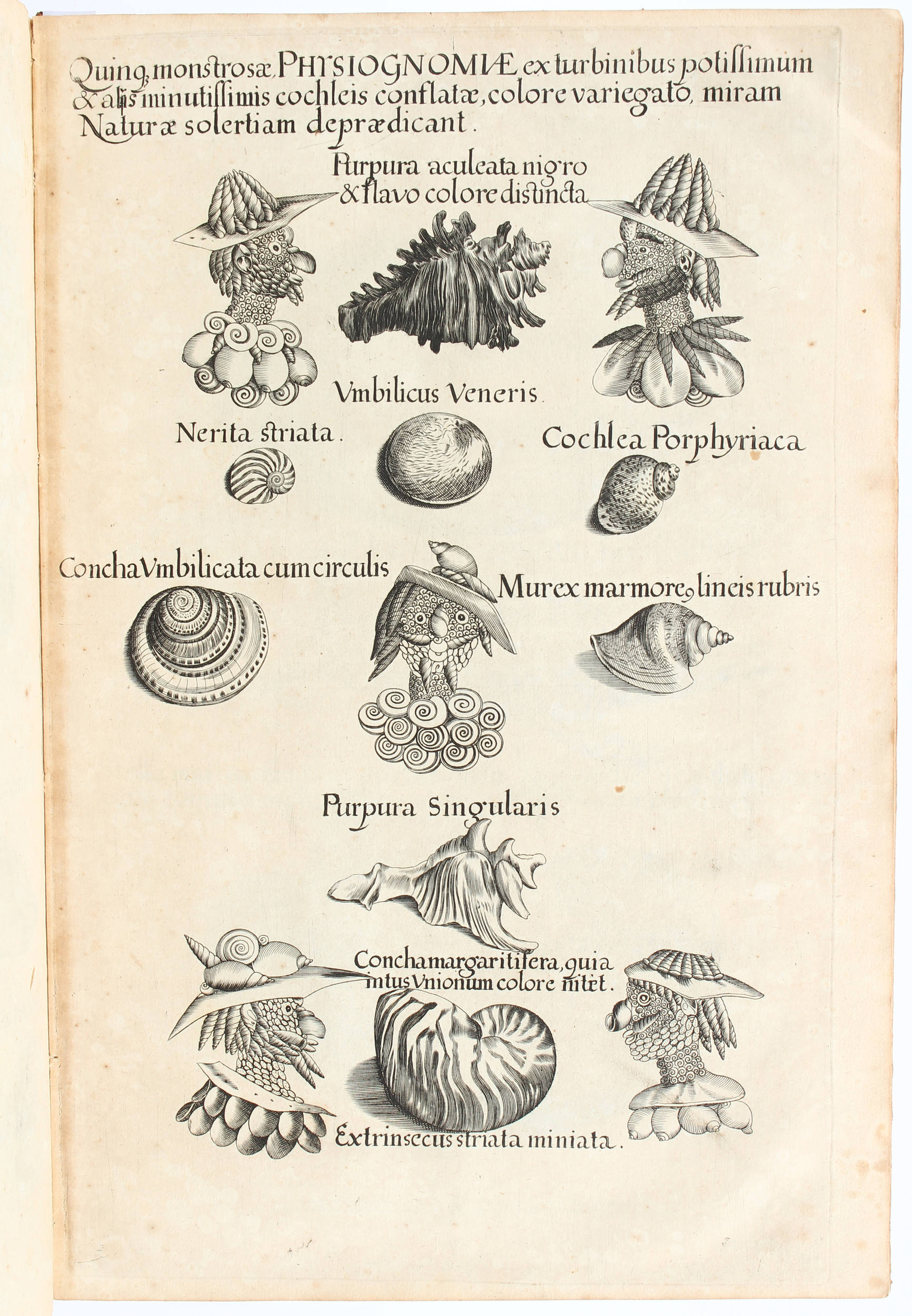 Besler, Gazophylacium rerum naturalium
