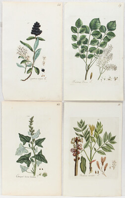 Blumen-Pflanzen. 20 Bll. (Happe)