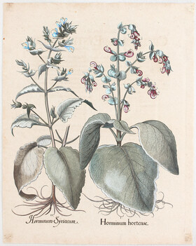 Besler, Horminum hortense