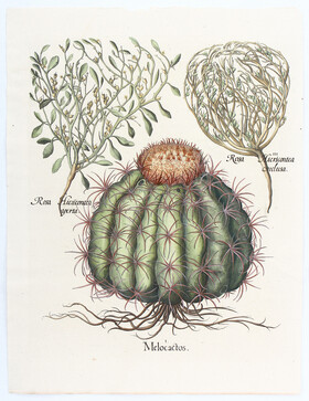 Besler, Melocactos