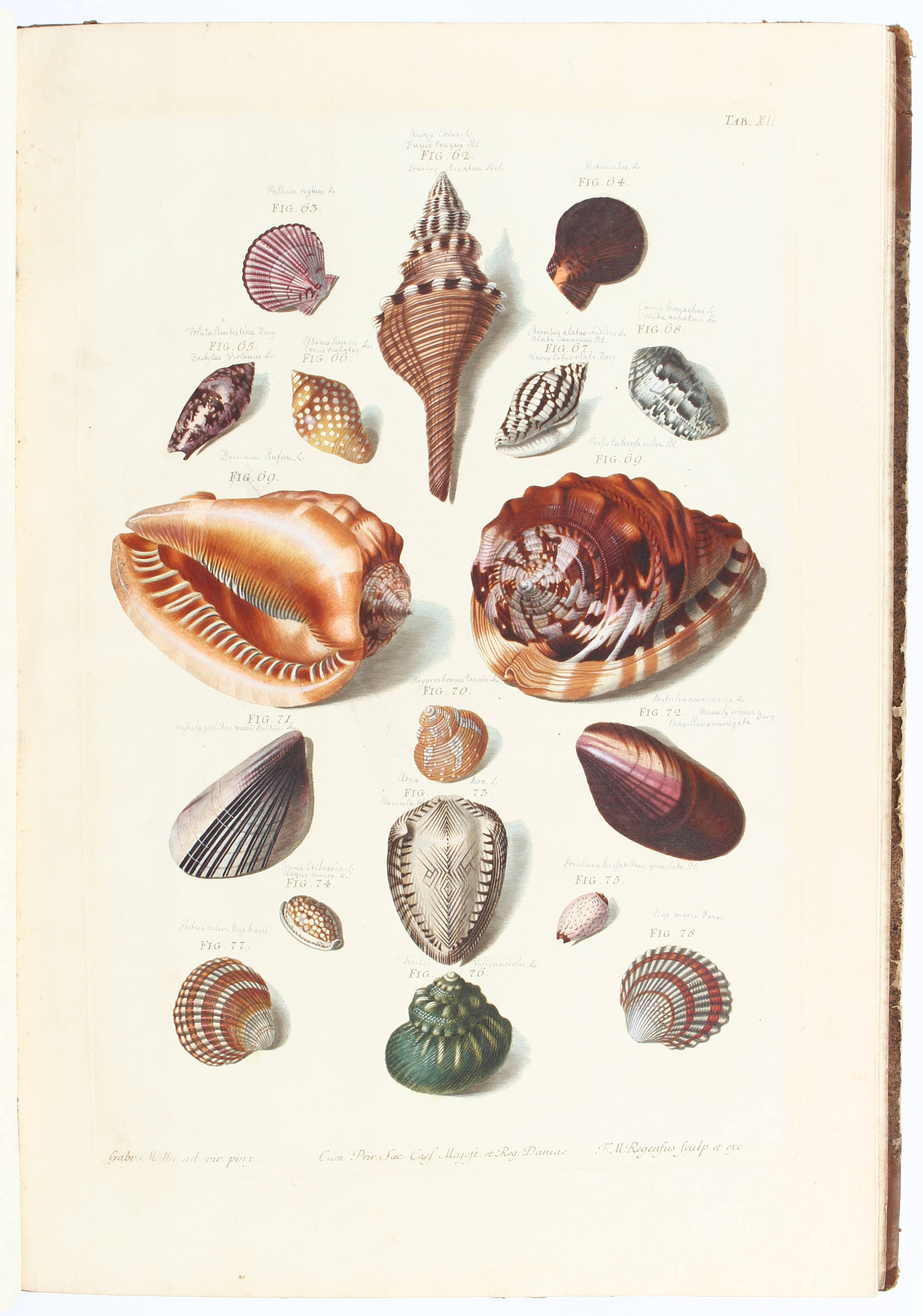 Regenfuß, Auserlesne Schnecken