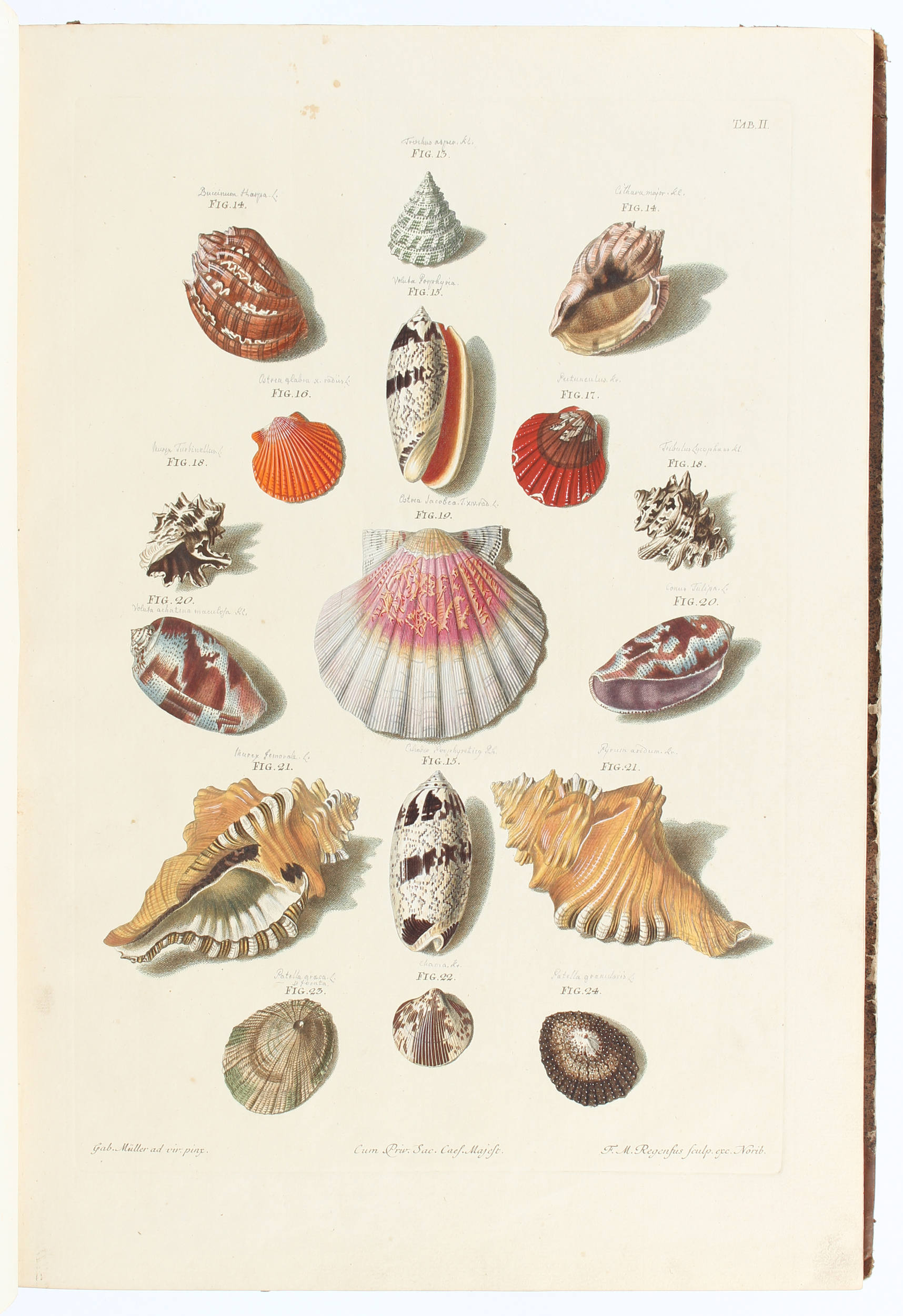 Regenfuß, Auserlesne Schnecken