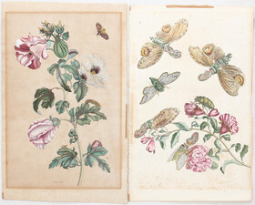 Blumen. 2 Bll. (M. S. Merian-)Sluyter