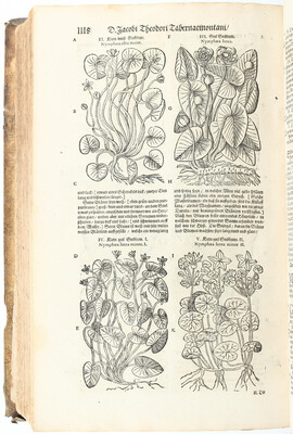 Tabernaemontanus, Kräuter-Buch. 1687