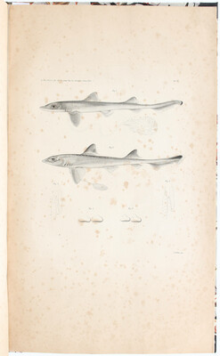 Müller, Über den glatten Hai