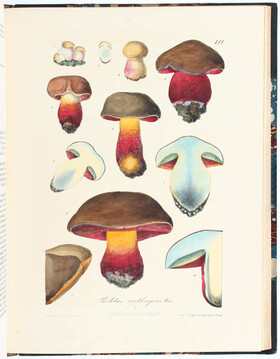 Harzer, Abbildungen der Pilze