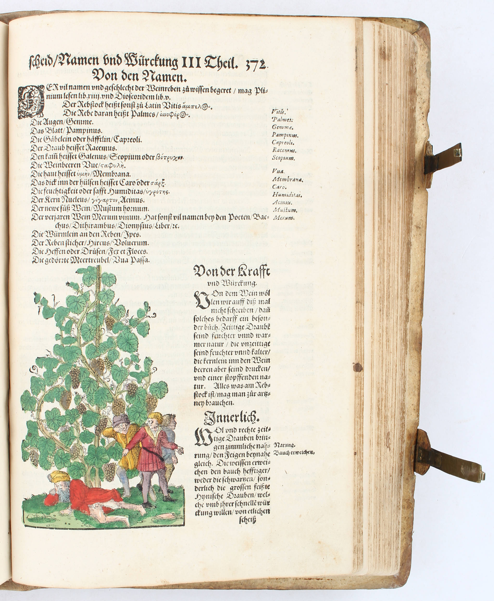 Bock, Kreütterbuch. 1577