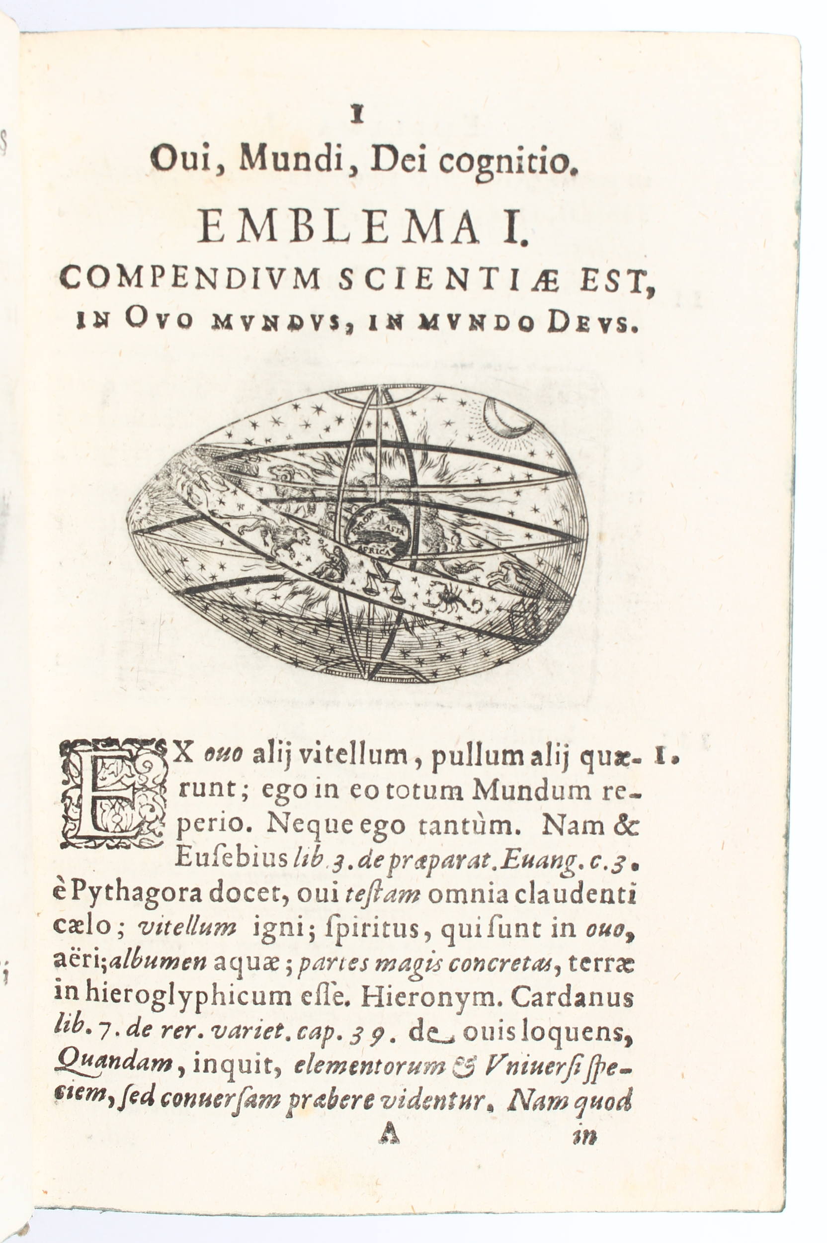 Stengel, Ova paschalia