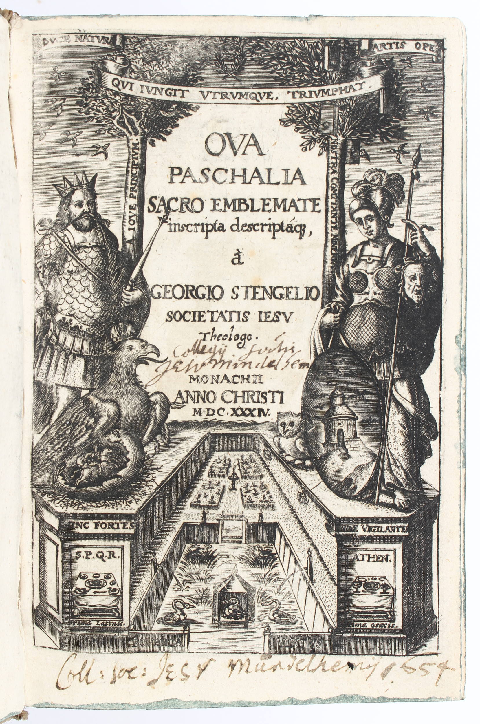 Stengel, Ova paschalia