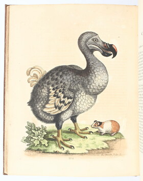 Edwards, Gleanings of natural history. II