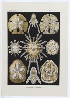 Haeckel, Kunstformen der Natur