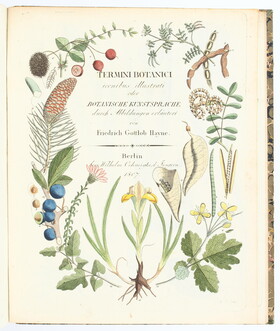 Hayne, Termini botanici