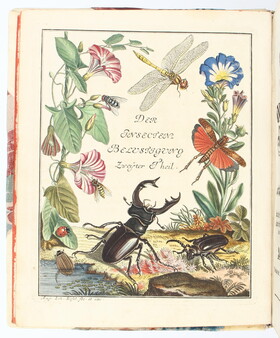 Rösel von Rosenhof, Insekten. Tl. 2