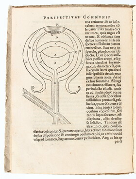 Peckham, Perspectiva communis