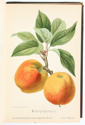Goethe, Kernobstsorten