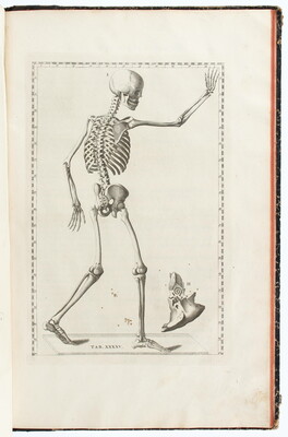 Albinus, Explicatio tabularum anatomicarum