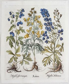 Besler, Antora