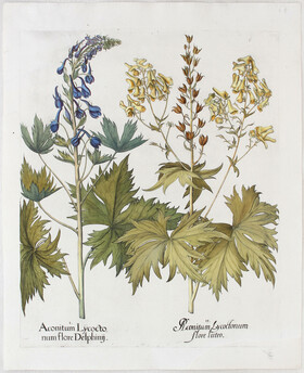 Besler, Aconitum Lycoctonum