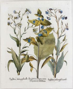 Besler, Buglossum Hispanicum