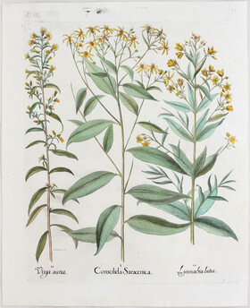 Besler, Consolida Saracenica