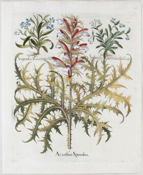 Besler, Acanthus Spinosus