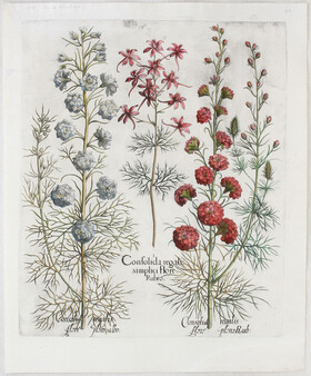 Besler, B. Consolida regalis simplici