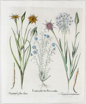 Besler, Linum sylvestre / 2 Bll.