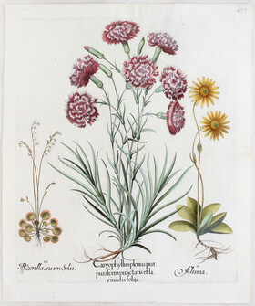 Besler, Caryoph. plenus purpurascens