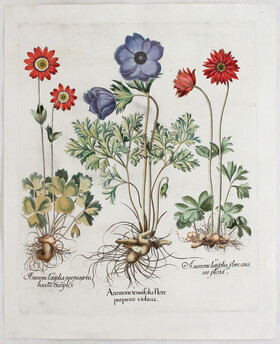 Besler, Anemone tenuifolia