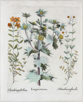 Besler, Eringium marinum