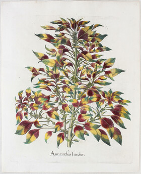 Besler, Amaranthus Tricolor