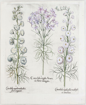 Besler, Consolida regalis Aruensis