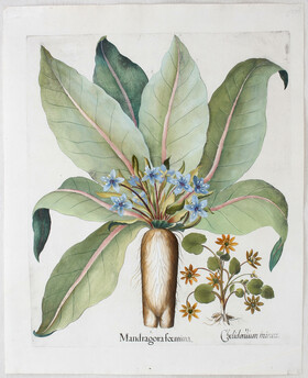 Besler, Mandragora foemina