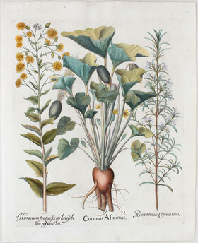 Besler, Cucumis Asininus