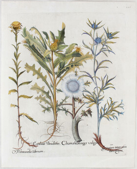 Besler, Chamaeleon niger