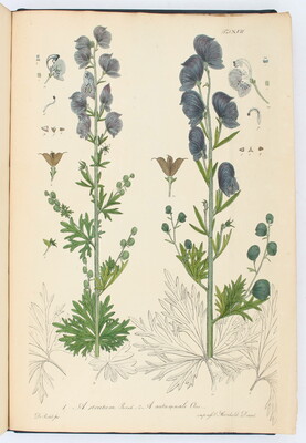 Reichenbach, Monographia generis Aconiti