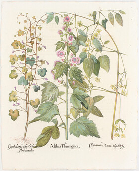 Besler, Althaea Thuringiaca