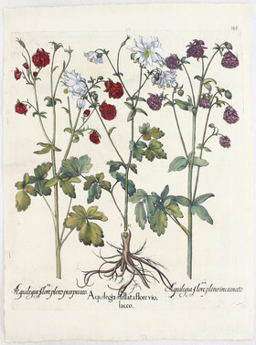 Besler, Aquilegia stellata violaceo