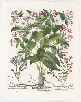 Besler, Iasminum Indicum flore rubro