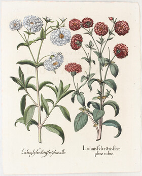 Besler, Lichnis sylvestris