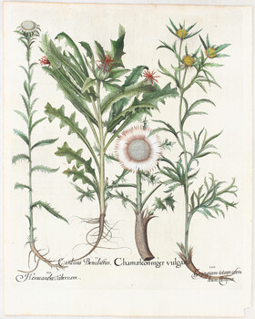 Besler, Chamaeleon niger