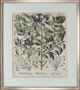 Besler, Alcea Syriaca. Ger.