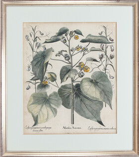 Besler, Abutilon. Ger.