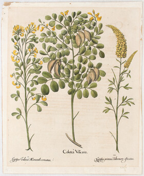 Besler, Colutea Vesicaria