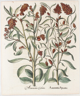 Besler, Amaranthus Spicatus