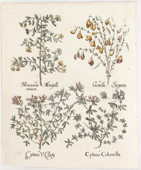 Besler, Cytisus Columellae