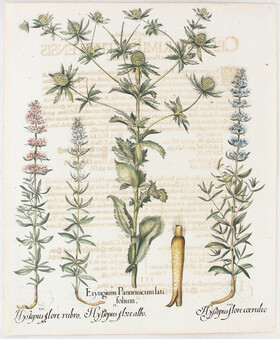 Besler, Eryngium Pannonicum