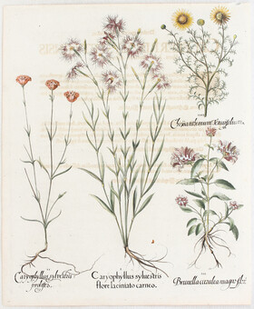 Besler, Caryophyllus sylvestris