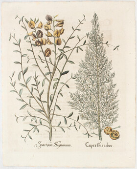 Besler, Cipressus arbor