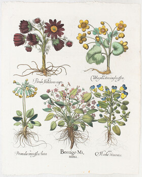 Besler, Borrago Minima